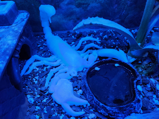 12-Inch Articulated Scorpion – Glows in Blue or Green!